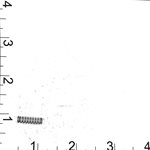 Compression Spring (16G15 / 26G10)